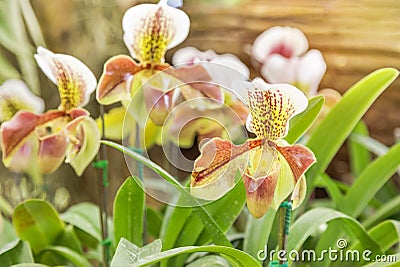 Close up Paphiopedilum villosum Lindl. Stein or Ladyâ€™s slipper or Slipper orchid wild orchid Stock Photo